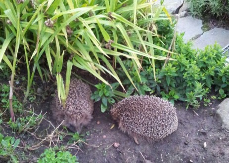 Zwei Igel am Hang