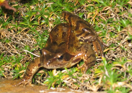 Frosch am Stein